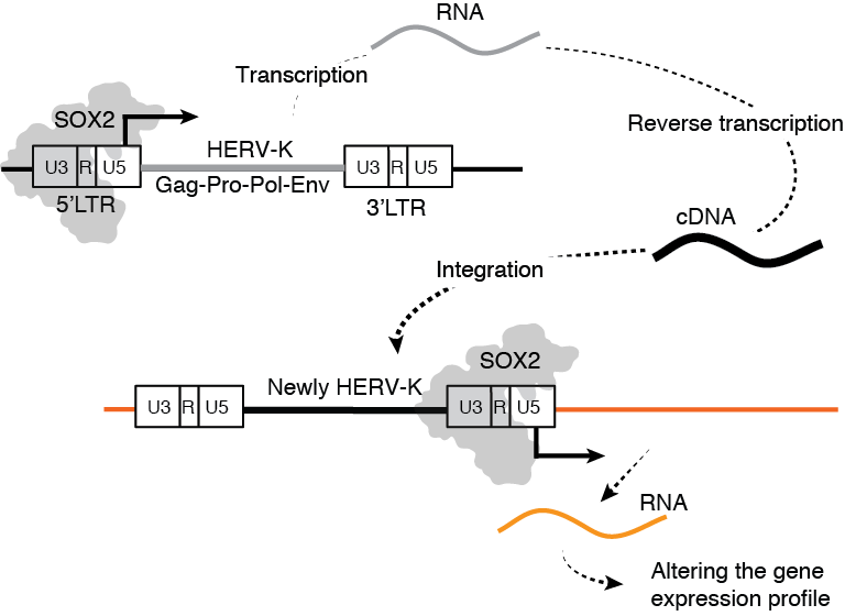 Endogenous retroviruses in the human genome are likely to pose a risk in regenerative medicine