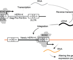Endogenous retroviruses in the human genome are likely to pose a risk in regenerative medicine