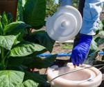 Field-grown ictB tobacco transformants show no variance in photosynthetic performance