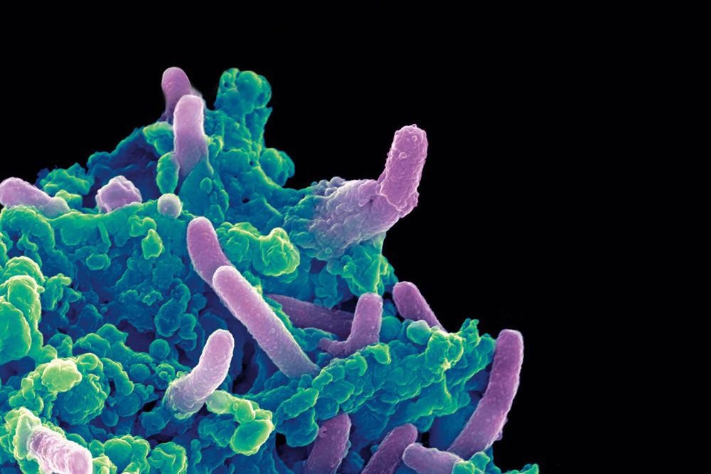 Research shows how current drugs impact bacterial physiology
