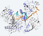 Study reveals how RNAi workhorse protein optimizes to keep protein synthesis on track