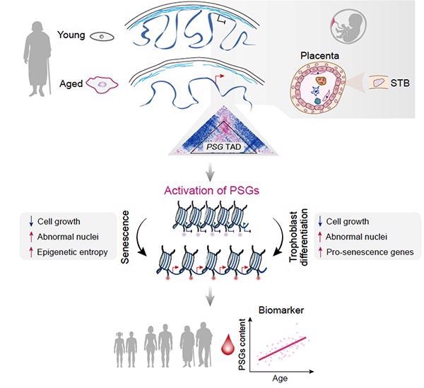 Researchers conduct a comprehensive survey of the aging epigenome across the chromatin hierarchy