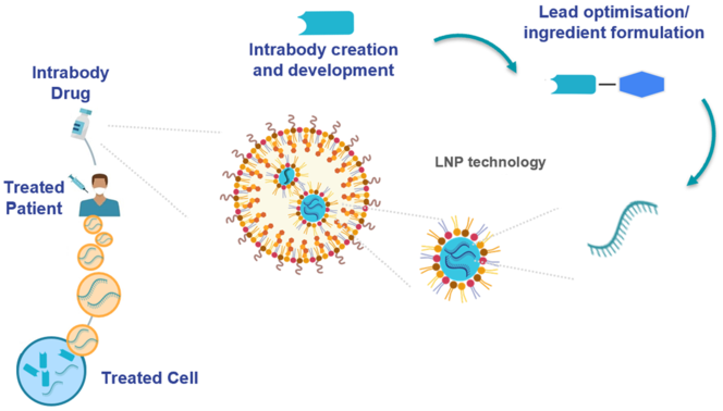 Researchers determine intracellular antibodies to cure diseases