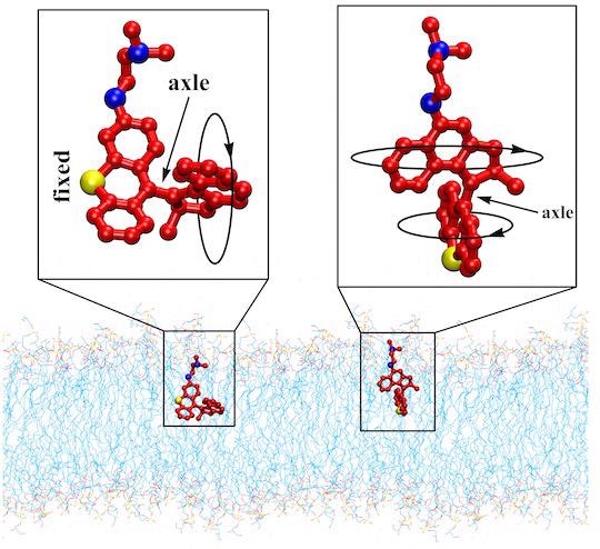 Researchers discover distinctive antibacterial therapy that uses visible light-activated synthetic molecular machine