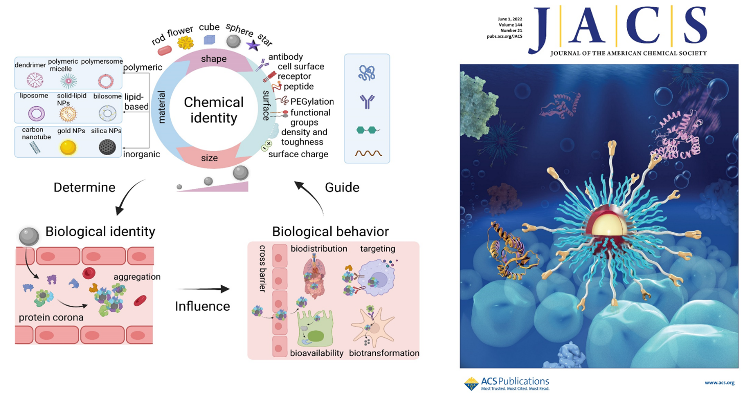 Researchers analyze the chemical and biophysical properties of protein corona