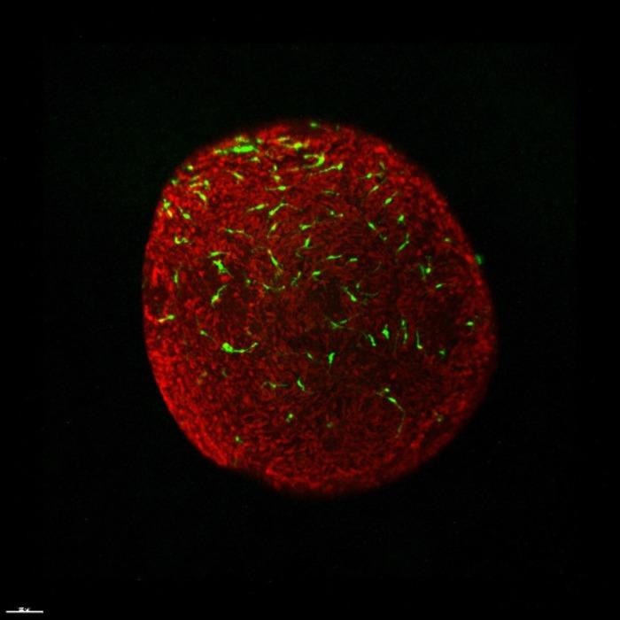 Researchers analyze functional microglia to empower retinal organ