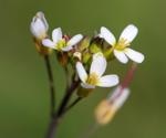 Study provides new knowledge on the influence of membrane proteins on plant growth
