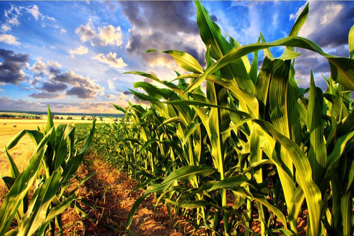 Image Credit: PhotographyByMK/Shutterstock.com