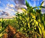 Genetically modified corn shows less impact on non-target organisms
