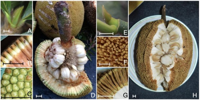 Borneans knew a tree was two different species, research shows