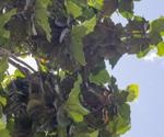 Borneans knew a tree was two different species, research shows