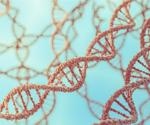 Characterizing the genetic factors impacting the immune response in type 1 diabetes