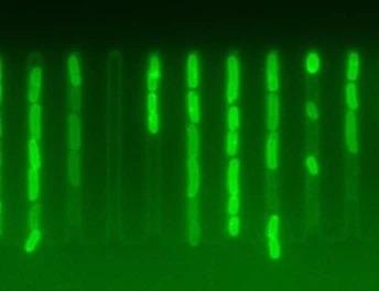 Novel insights into how some bacteria evade antibiotics