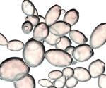 Scientists discover that most synonymous mutations are strongly harmful