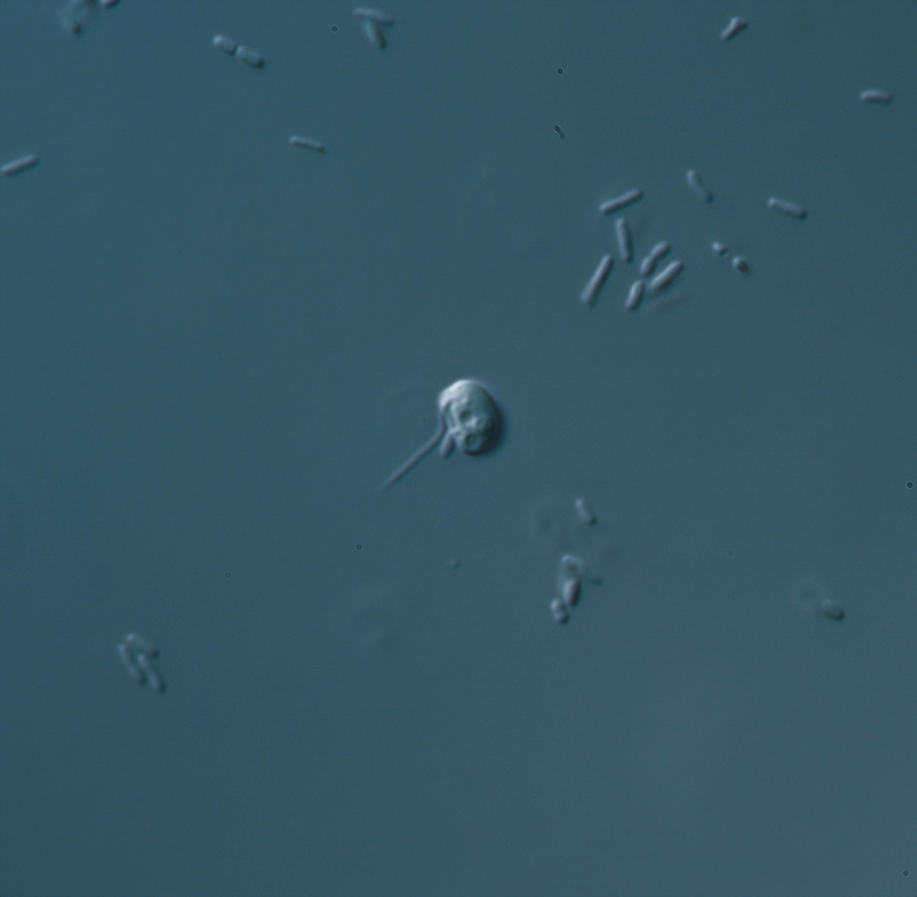 Origin of chromatin in ancient microbes happened 1–2 billion years ago, study reveals