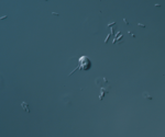 Origin of chromatin in ancient microbes happened 1–2 billion years ago, study reveals