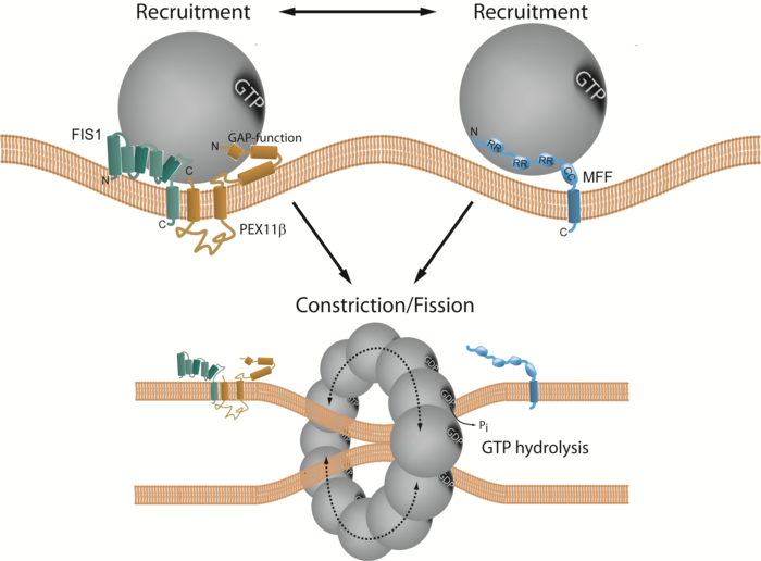 Researchers analyze and demonstrate how organelles divide into cells