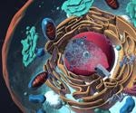Researchers analyze and demonstrate how organelles divide into cells