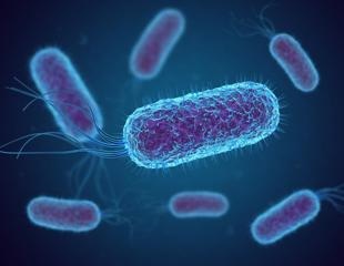 Scientists restructure the genome of E. coli using fragments extracted from mummy