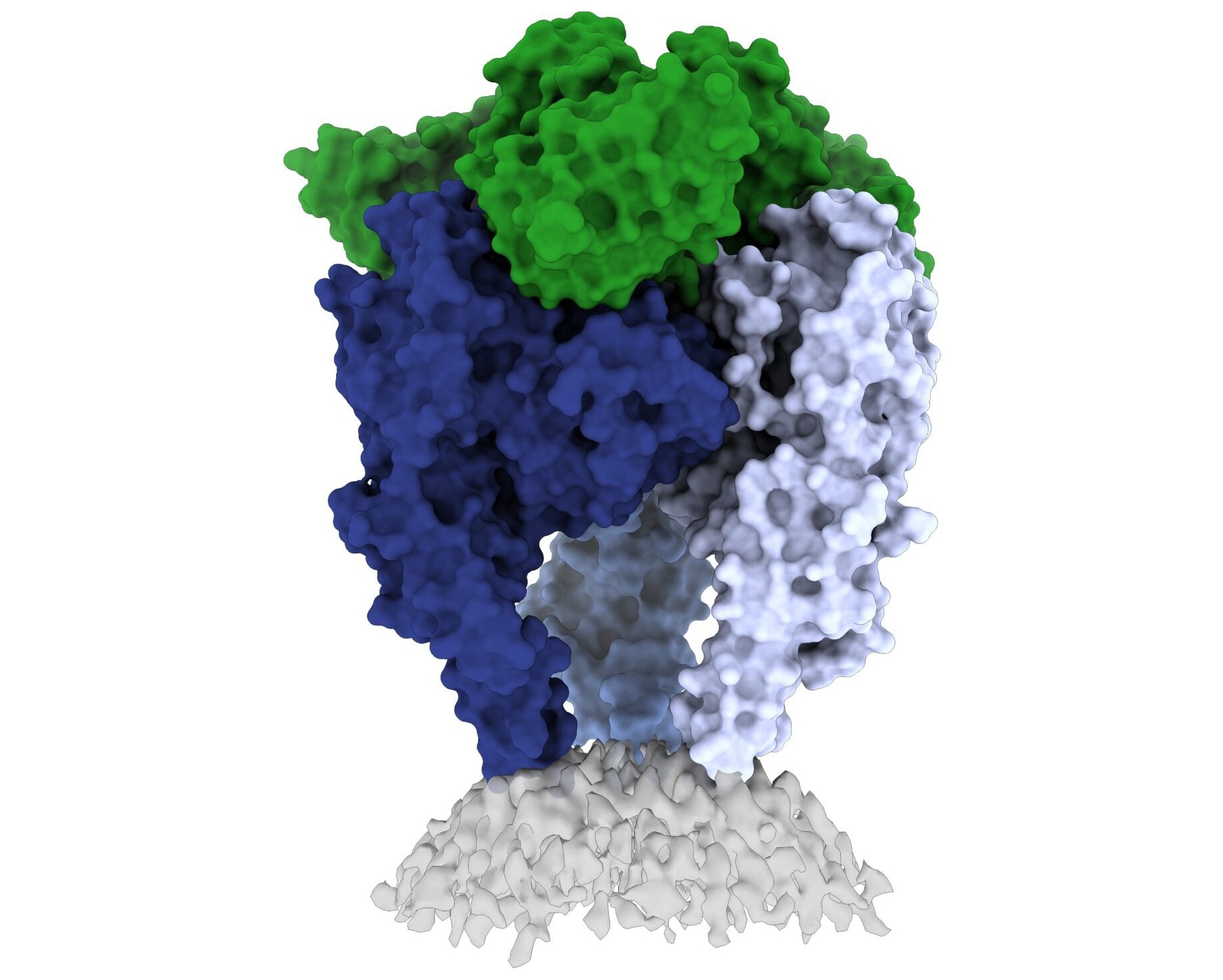 Researchers capture a new high-resolution view of the rabies virus