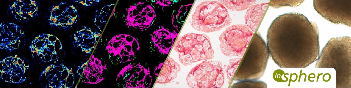 Tissue Slices