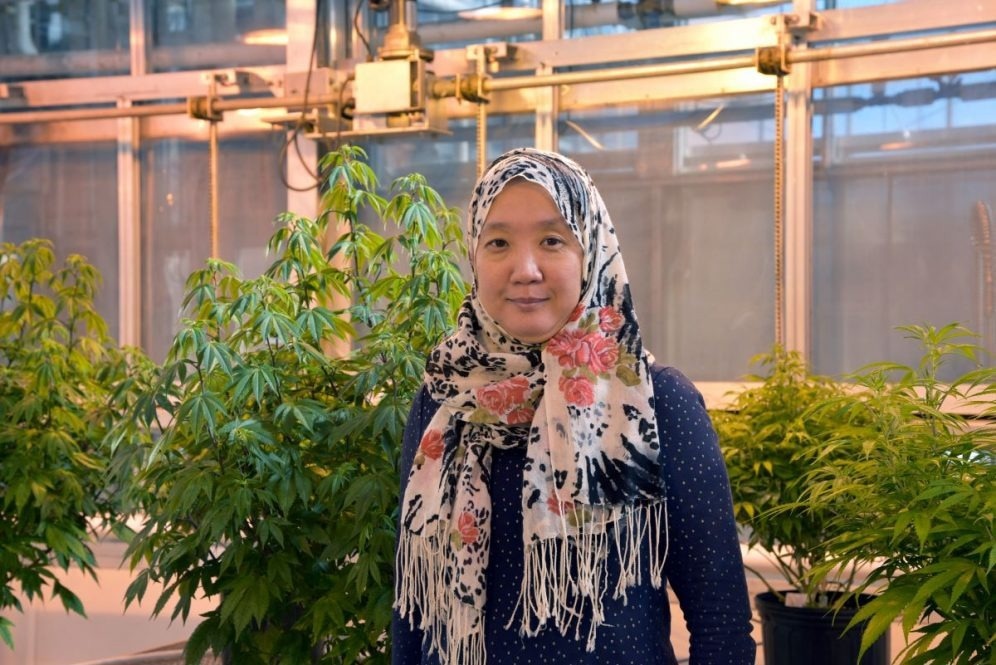 Research shows the molecular pathways for trichrome formation and cannabis production