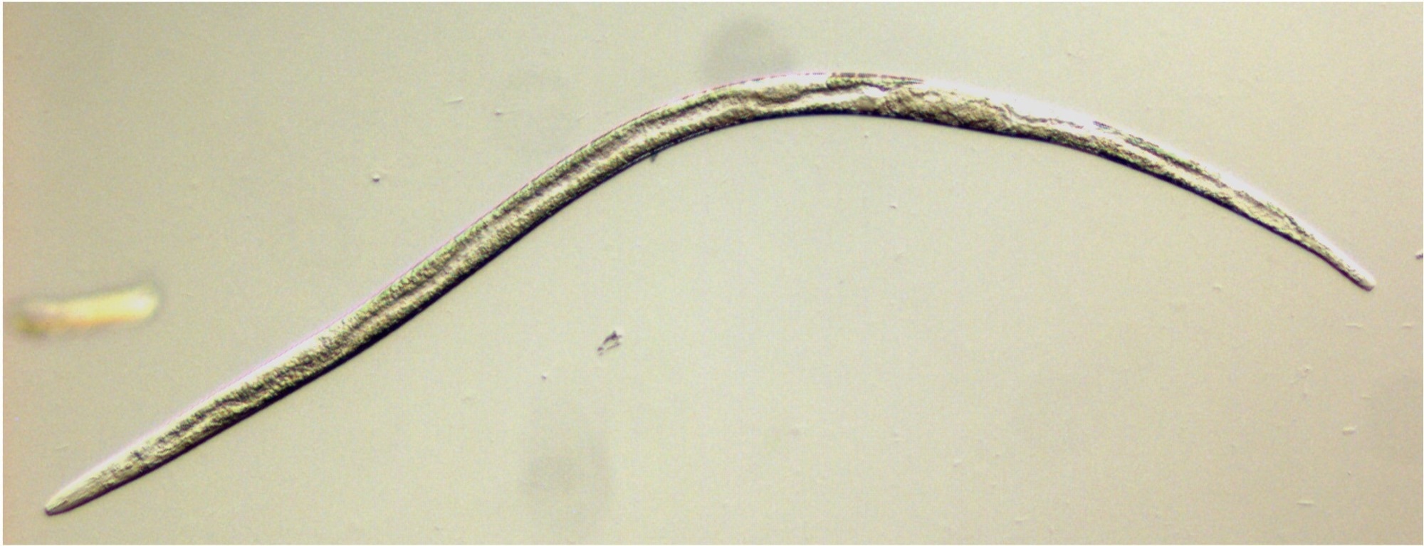 Unraveling sex determination in Bursaphelenchus nematodes: A path towards pest-control Unraveling sex determination in Bursaphelenchus nematodes: A path towards pest-control