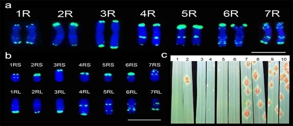 Researchers create new wheat–rye addition lines that impart Ug99 resistance