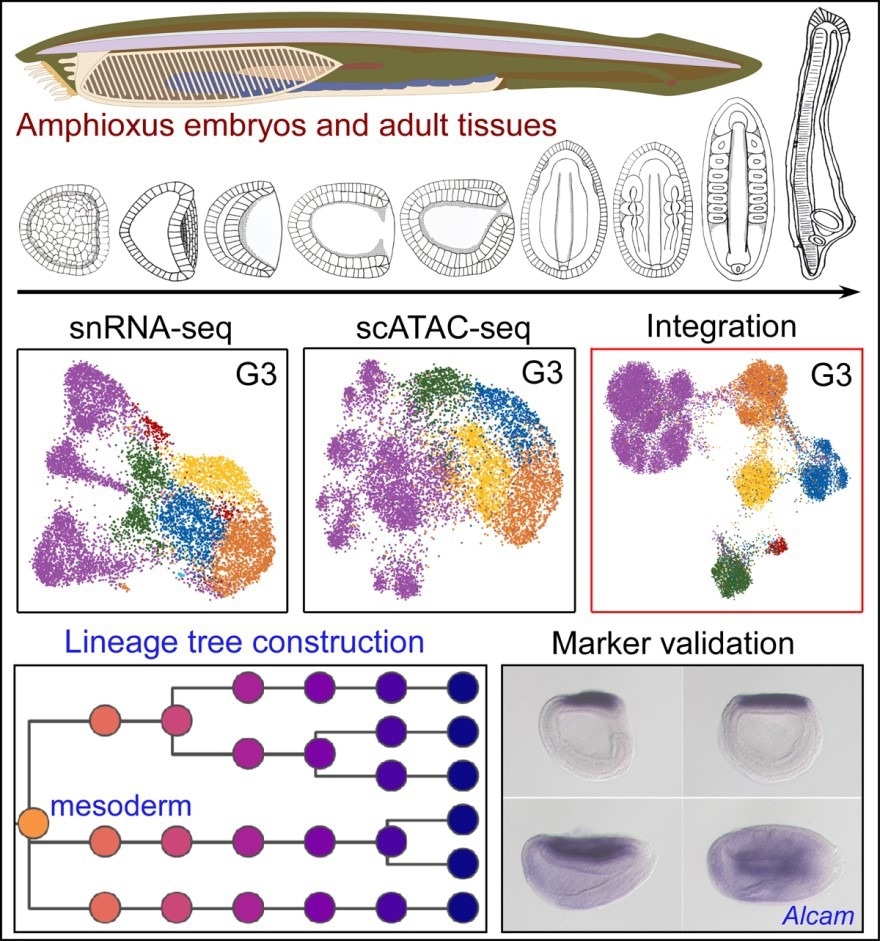 Study reveals how amphioxus model analyze the genesis and vertebrates evolution