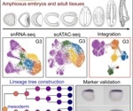Study reveals how amphioxus model analyze the genesis and vertebrates evolution