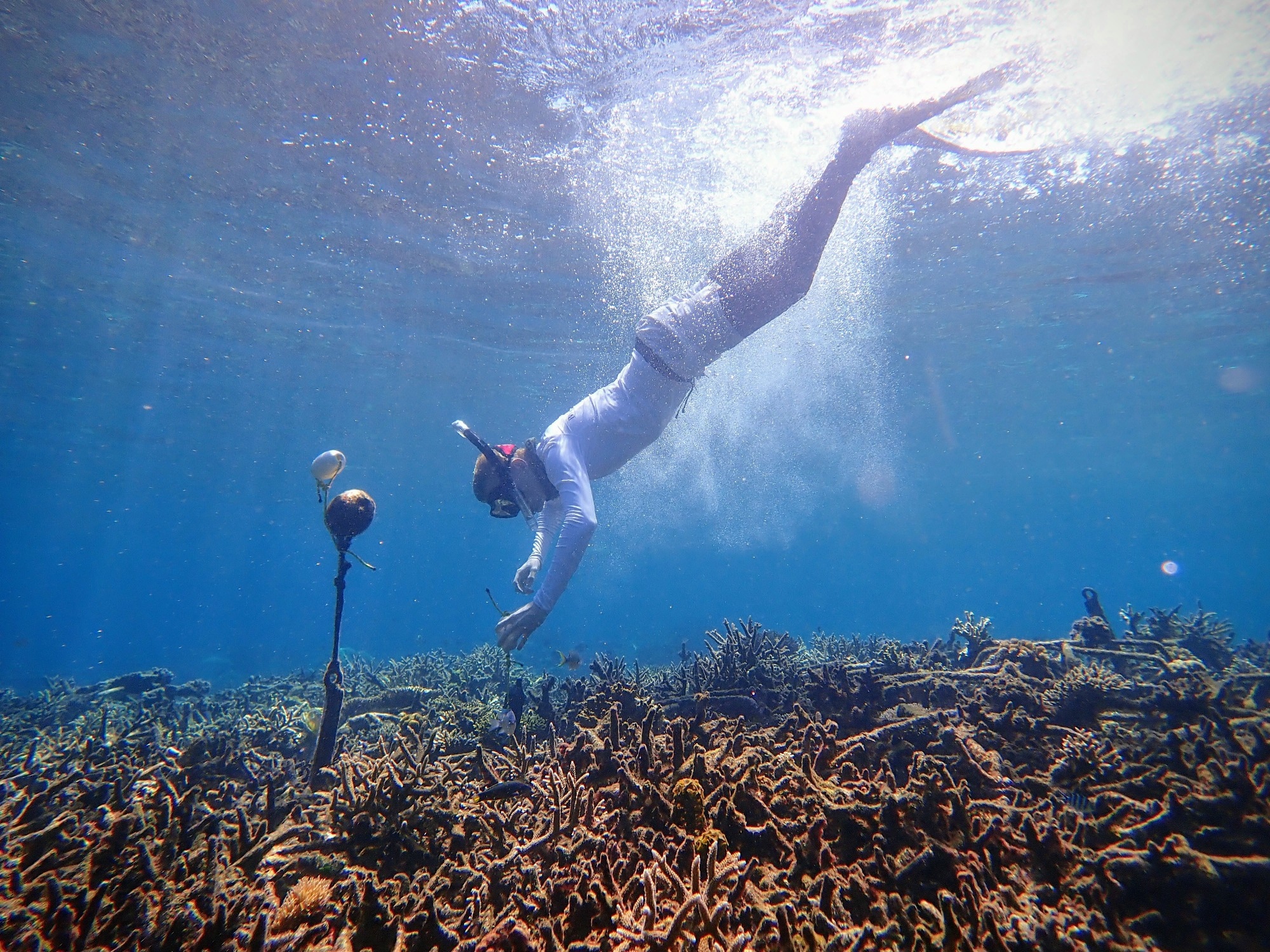 Hydrophone