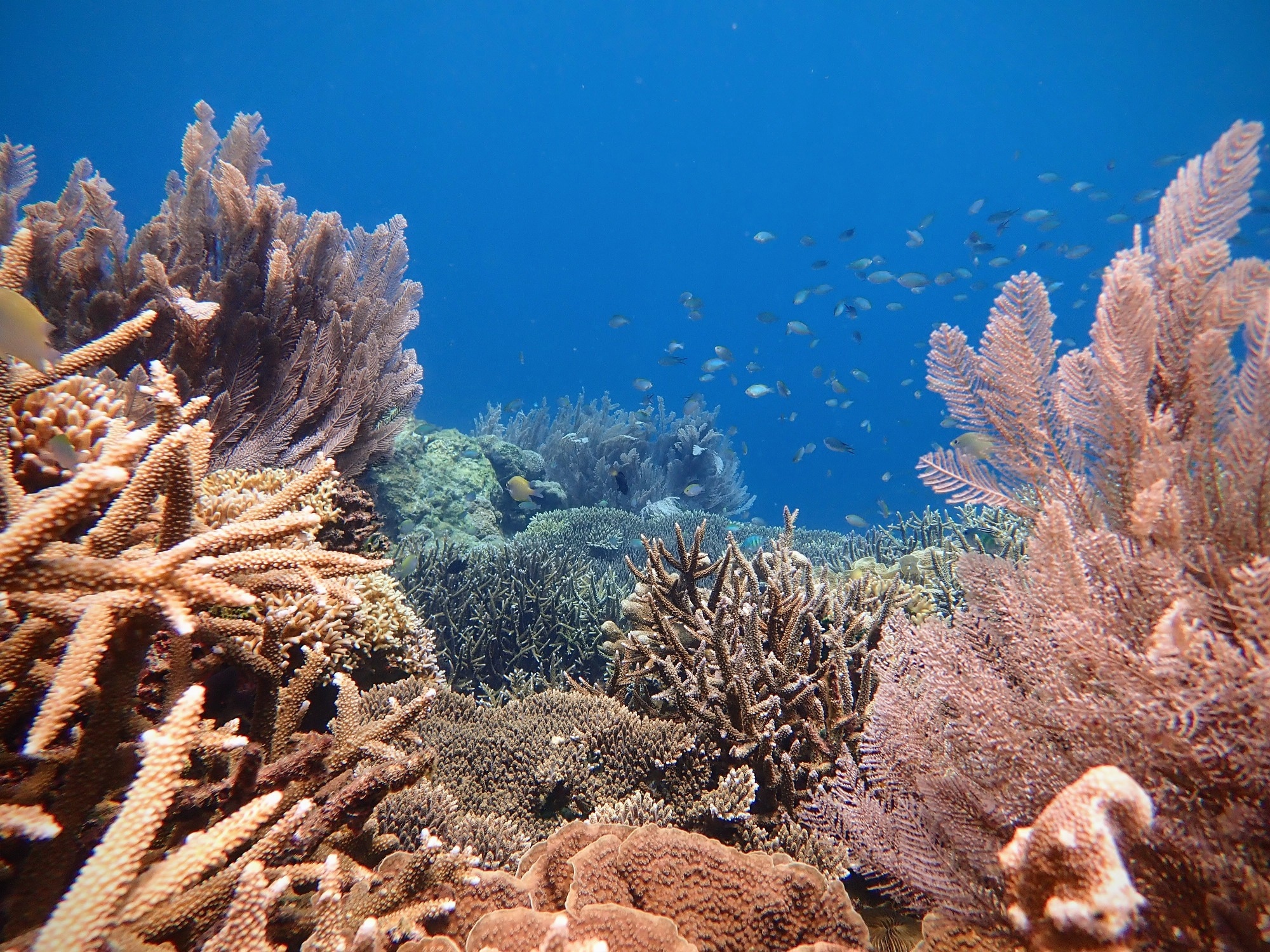 Coral reef