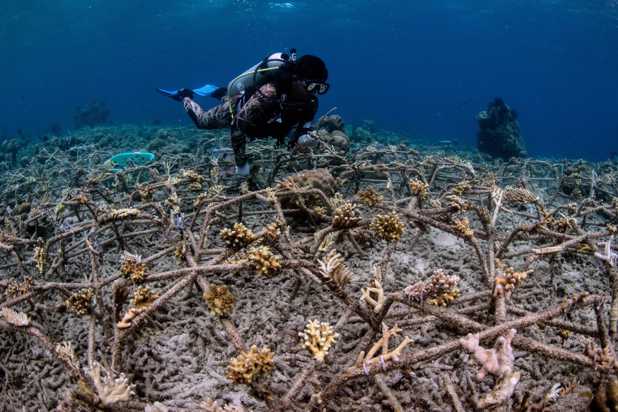 Reef Stars