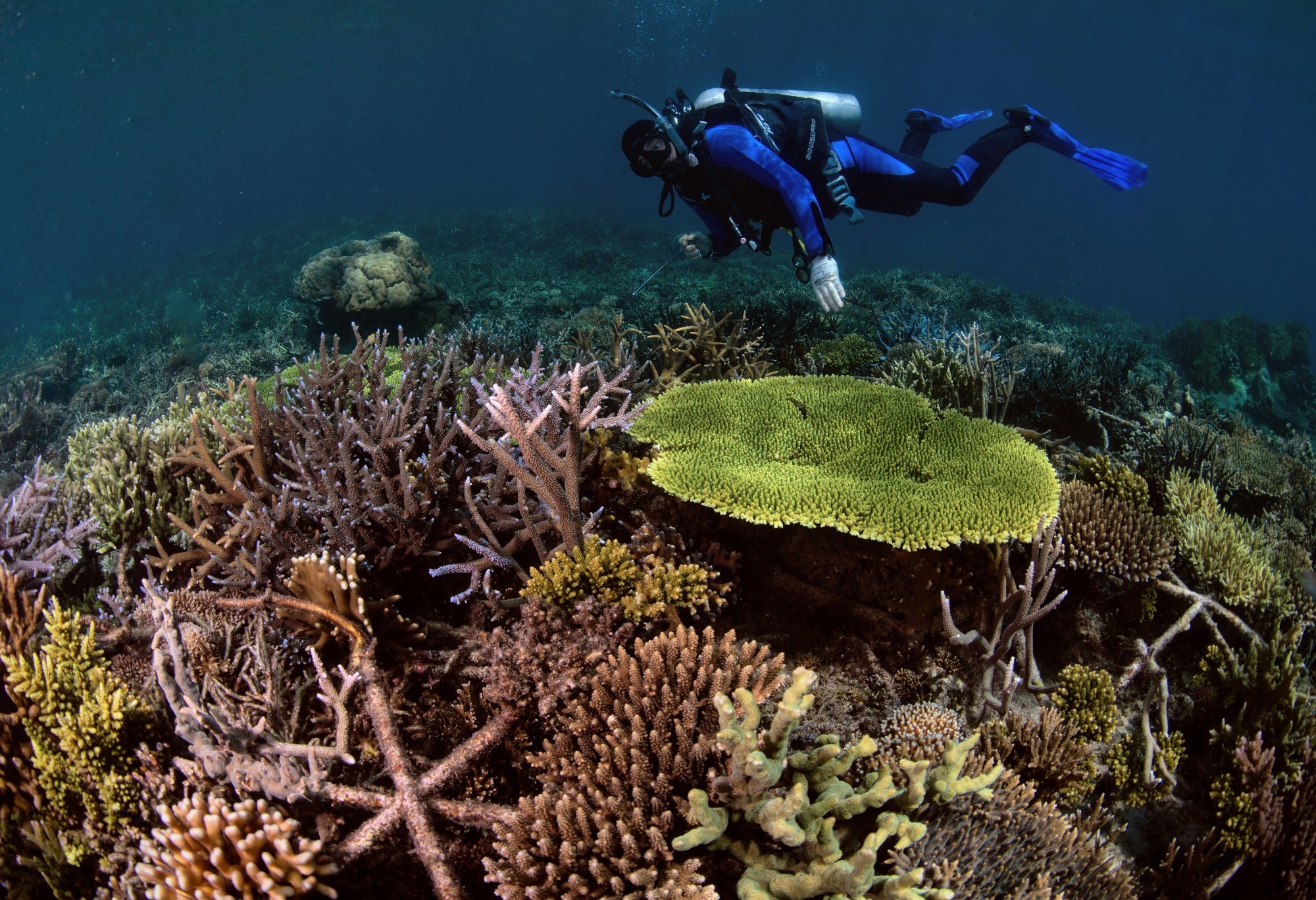 Reef stars