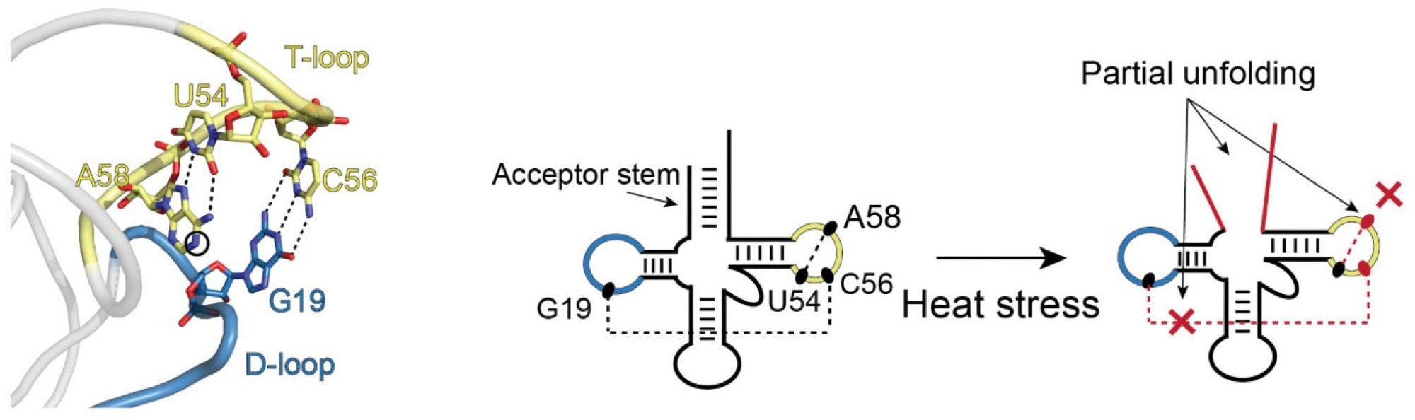New technique shows how tRNA folding changes help to treat RNA-linked diseases