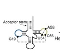 New technique shows how tRNA folding changes help to treat RNA-linked diseases