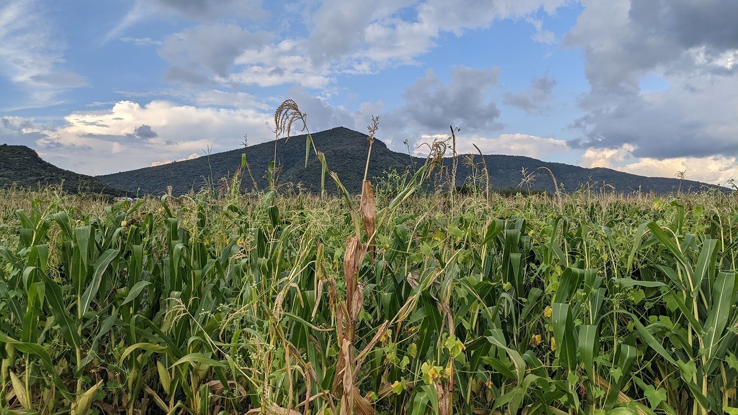 Crucial gene in maize modulates specific chemical processes that contribute to flowering time, study finds