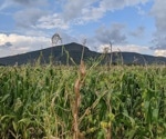 Crucial gene in maize modulates specific chemical processes that contribute to flowering time, study finds