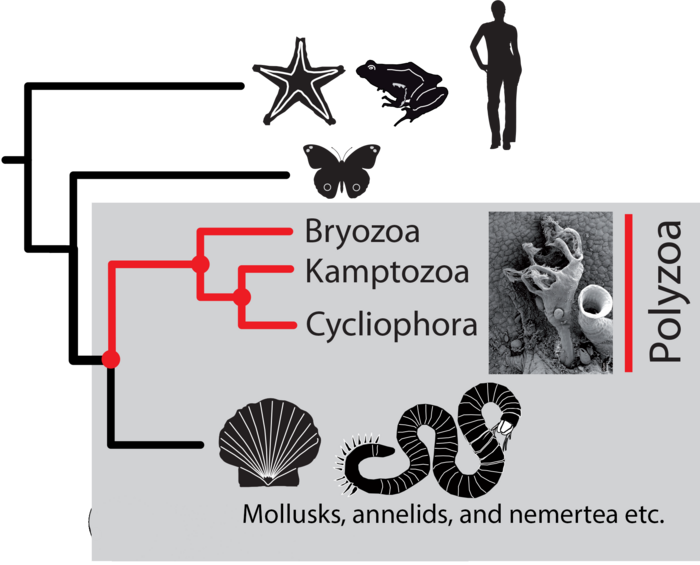 Study highlights evolutionary links between two kinds of ancient invertebrates