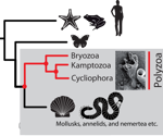 Study highlights evolutionary links between two kinds of ancient invertebrates