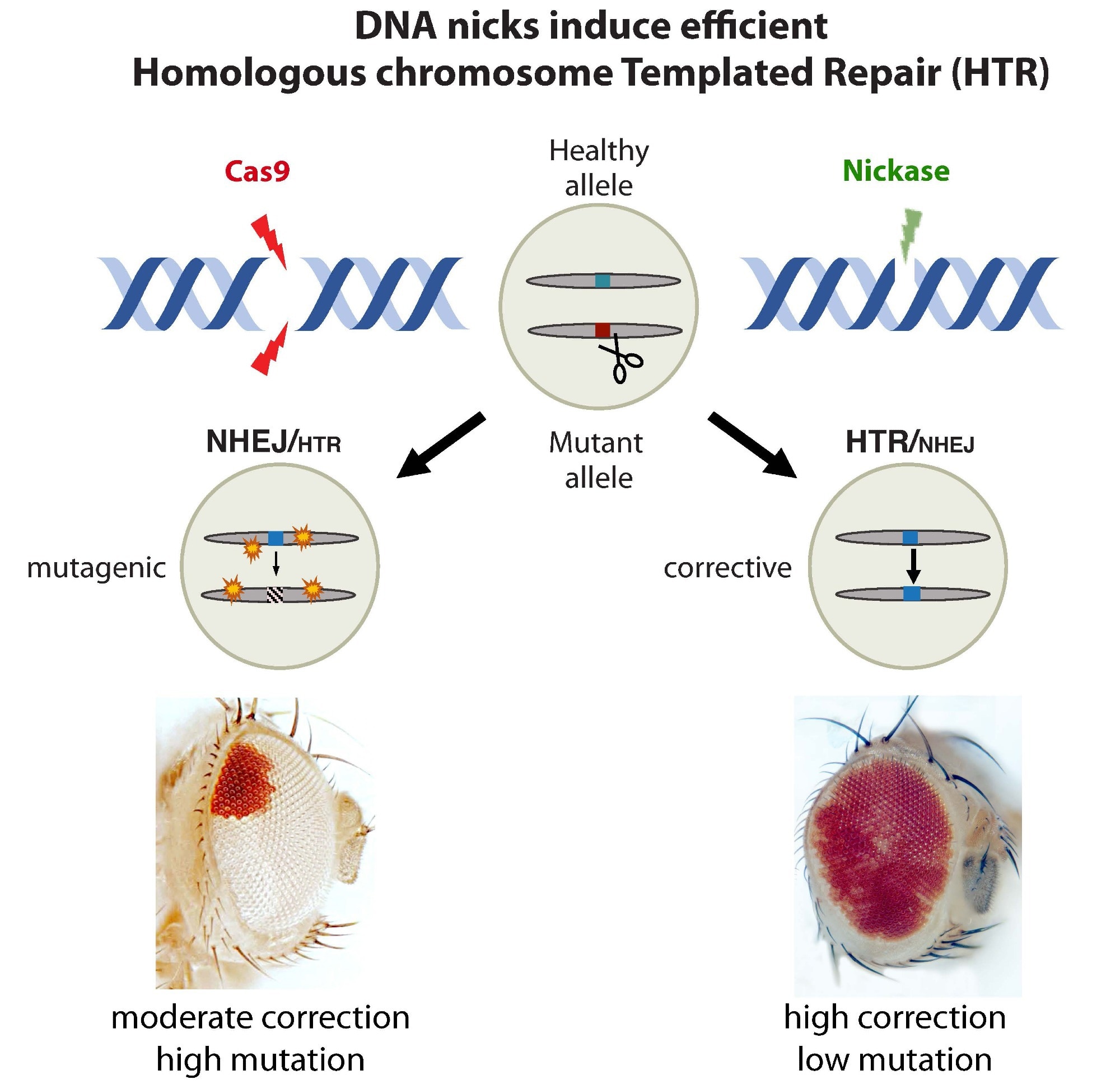 Researchers discover a safe strategy to correct genetic defects