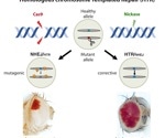 Researchers discover a safe strategy to correct genetic defects
