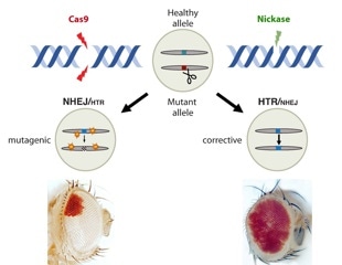 Researchers discover a safe strategy to correct genetic defects
