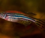 Researchers get a complete atlas of zebrafish genetic data for biomedical research