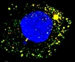 Study shows how drugs help to treat hepatitis A virus replication using an animal model