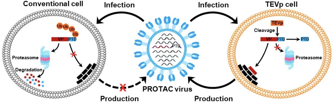 Scientists create new live-attenuated influenza vaccine technique over pathogens
