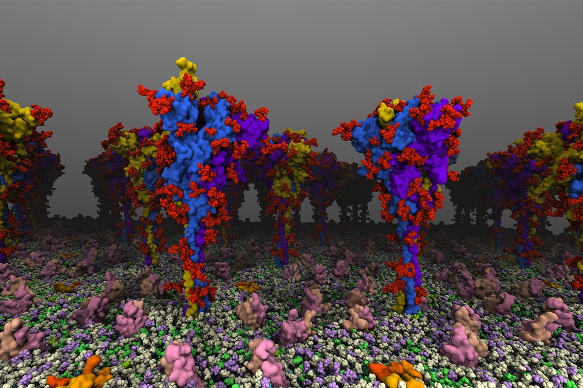 Researchers investigate dynamics and modifications of covid-19 virus spike protein