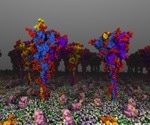 Researchers investigate dynamics and modifications of COVID-19 virus spike protein
