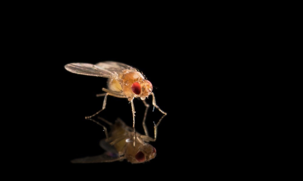 Rochester biologists show a selfish “supergene” using population genomics
