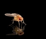 Rochester biologists show a selfish “supergene” using population genomics